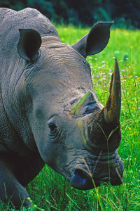 A South African white rhino  -- endangered enough as it is. Photo by Dennis Cox / WorldViews.