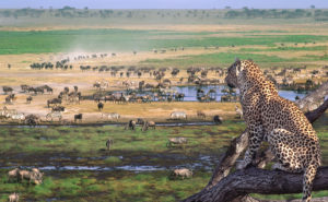 Leopard overlooks the African plains of the Serengeti in Tanzania. Photo from Wilderness Travel