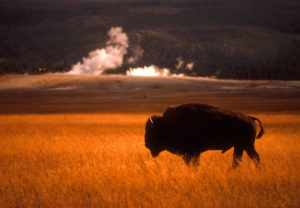 Bison roam Yellowstone National Park. Photo by Dennis Cox/WorldViews