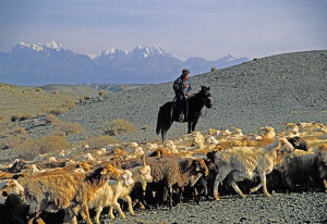 A Chinese shepherd on horseback herds sheep, goats, and rams. Photo by Dennis Cox/World/Views