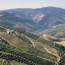 The hillsides of the Douro River Valley are dotted with vineyards. Photo from Visit Portugal. 