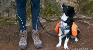 All you need for a hike: boots, backpack, and a willing furry friend. Photo from rei.com