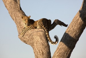 Leopard in tree -- Botswana. Photo by Mark Lakin, Epic Road.
