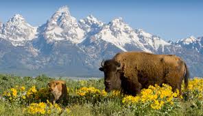 Yellowstone has wildlife, mountains and geysers. Photo from YellowstonePark.com