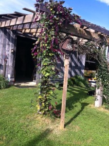 The Blue Ridge Winery near Roanoke. Photo by Clark Norton