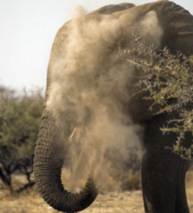 Elephant taking a dust bath in Namibia's Etosha National Park. Photo by Dennis Cox/WorldViews