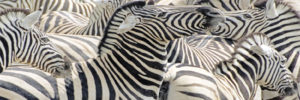Burchell Zebras, Etosha National Park, Namibia. Photo by Dennis Cox/WorldViews