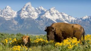 Yellowstone National Park is on my list of essential U.S. destinations. Photo from yellowstonepark.com